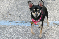 Truffles at the 2009 Pet Parade